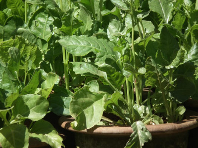 Qualtivate XL-467 Savoy Spinach (Palak) Green Seed(500 per packet)