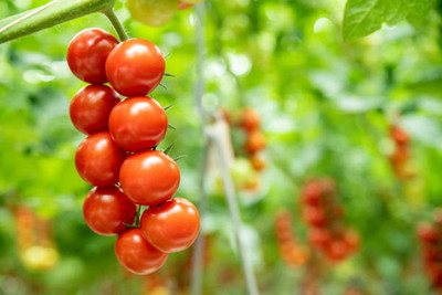 HYBRID tomato Seed(55 per packet)