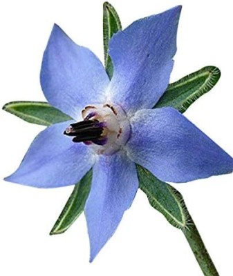 Qualtivate NBIR-39 Blue Borage Seeds Seed(100 per packet)