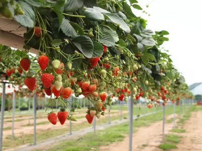 MAA Strawberry, Strawberries Seed(140 per packet)