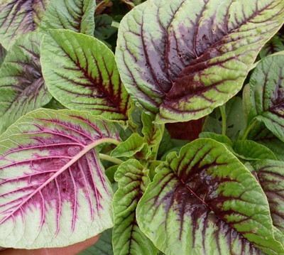 Quentova Red Leaf Amaranth tricolor Spinach-IACR-7V Seed(200 per packet)