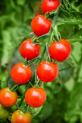 NATURAL LIVE tomato Seed(145 per packet)