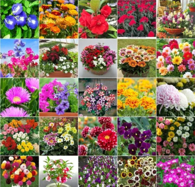 SLS 25 Variety Of Flower Seeds Combo Pack With Instruction Manual Seed(10 per packet)