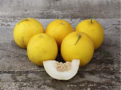 CYBEXIS VVI-38 - Muskmelon/Yellow Melon - (150 Seeds) Seed(150 per packet)