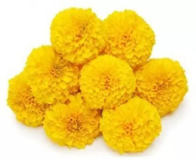 Aro Mari gold yellow Seed(20 per packet)