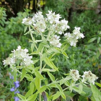 VibeX GBPUT-10 - Mountain Mint (Pycnanthemum muticum) - (1350 Seeds) Seed(1350 per packet)