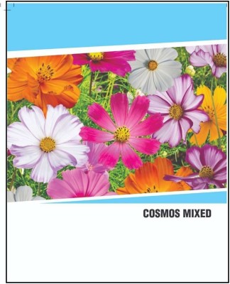 CYBEXIS Hybrid Cosmos Mix Flower Seeds(250 Seeds) Seed(250 per packet)