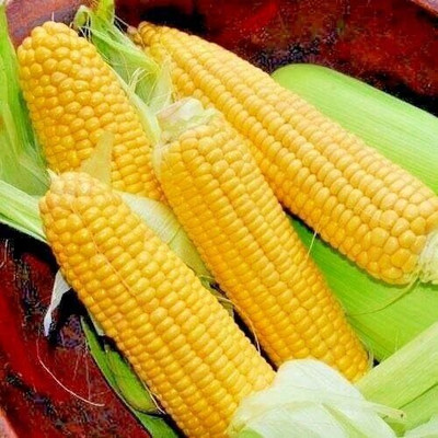 KNESSiN Sweetcorn Earlibird Seed(200 per packet)