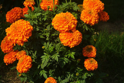 rsd enterprise marigold,gende ka phool seeds Seed(20 per packet)