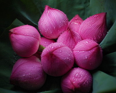 ibains Lotus seeds combo pack Seed(54 per packet)