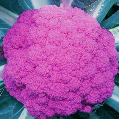 CYBEXIS F1 Purple Broccoli Seeds2000 Seeds Seed(2000 per packet)