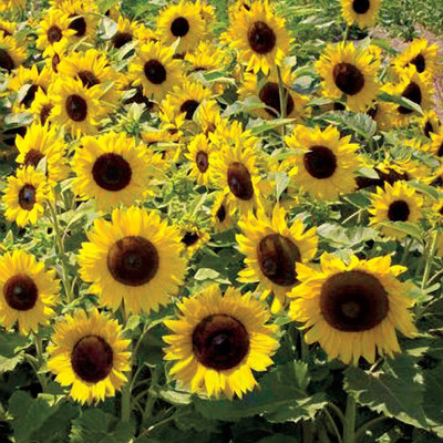 Sunway SUNSPOT DWARF Sunflower Surajmukhi Seed(30 per packet)