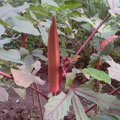 CYBEXIS Hybrid Red Okra Seeds1600 Seeds Seed(1600 per packet)