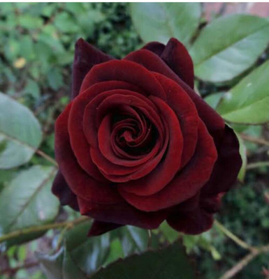 greenfarm rose Seed(100 per packet)