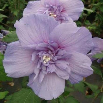 ACCELCROP Hollyhock Seed(28 per packet)