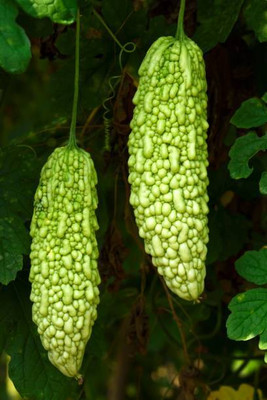 ABEFARIYA bitter gourd,karela seeds Seed(30 per packet)