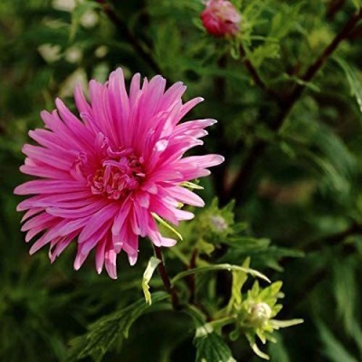 VibeX XLL-18 - Hybrid Chrysanthemum Pink China Aster - (270 Seeds) Seed(270 per packet)