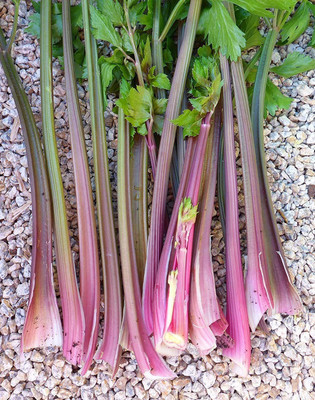 CYBEXIS PAU-11 - Pink Plume Celery - (2250 Seeds) Seed(2250 per packet)