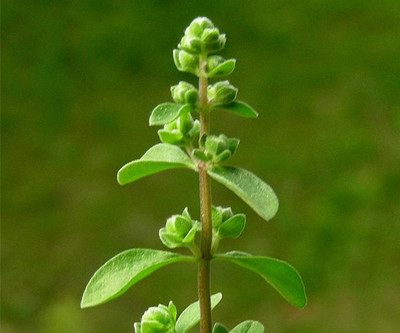 XOLDA Organic marjoram herb Seed(39 per packet)