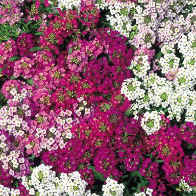 Avysa Sweet Alyssum Super Mix Seed(50 per packet)