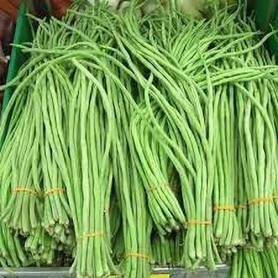 KANAYA Fresh Green Beans Singra Seed(500 per packet)