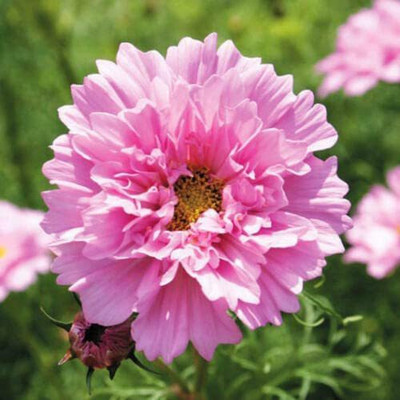 VibeX VXI-87 - Pink Cosmos Flower - (270 Seeds) Seed(270 per packet)