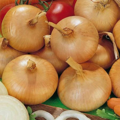 Avysa Yellow Onion Organic Seed(200 per packet)
