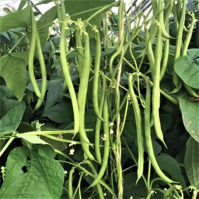 golden hills farm High Yield Dwarf French Bean/Pole Beans Vegetable Seed(60 per packet)