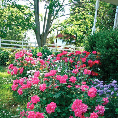 Qualtivate ICRA6-A Double Pink Knock Out Rose Seeds Seed(25 per packet)