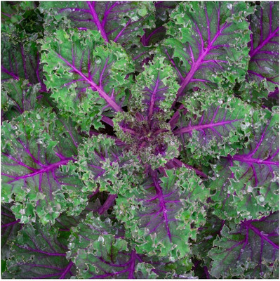 WILLVINE GBPUT -IX Organic Red Russian Kale Seeds [10g] Seed(3000 per packet)