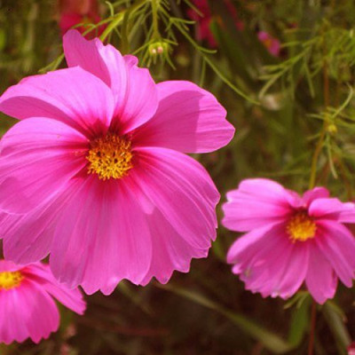 CYBEXIS Cosmos Seeds - Pink Seed(50 per packet)
