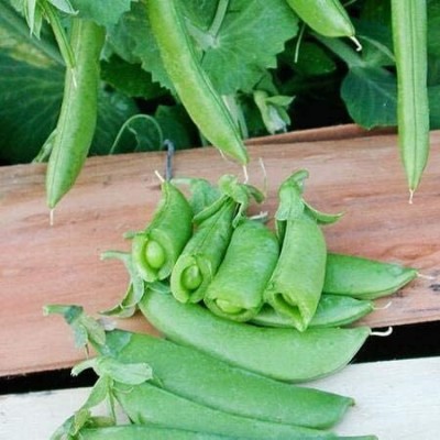 Qualtivate XXX-5A Cascadia Sugar Snap Pea Seeds Seed(200 per packet)