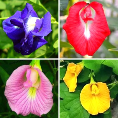 Pbevergreen Aparajita Seeds Double Mixed, Clitoria ternatea Mixed Seeds, Butterfly Pea Mixed Seed(25 per packet)