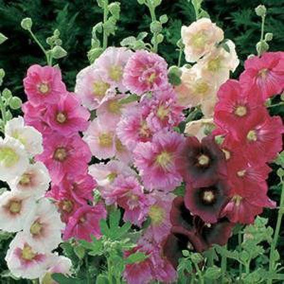 ACCELCROP Hollyhock Double Mix Seed(10 per packet)
