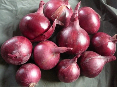 Quentova Red Burgundy Onion-CTU-5L Seed(300 per packet)