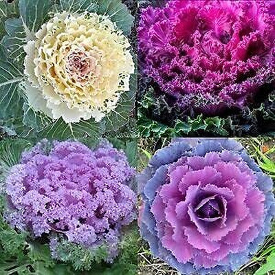 Aywal Ornamental Cabbage / kale Mix Heirloom Flower Seed(10 per packet)