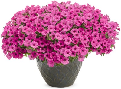 WHADE Supertunia Mini Vista Hot Pink Seed(70 per packet)