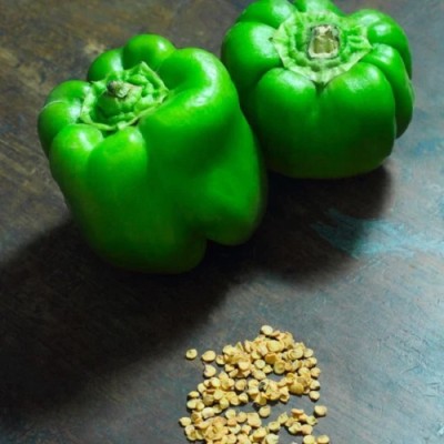 VASUDHA Green pepper Capsicum Seed(800 per packet)