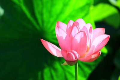 NATURE FARM lotus,kamal gatta Seed(14 per packet)