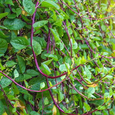 VibeX NDIR-51 - Malabar Spinach - (750 Seeds) Seed(750 per packet)