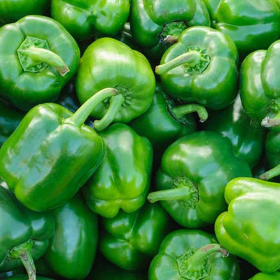 CYBEXIS PAU-45 - Capsicum/ Shimla mirchi - (150 Seeds) Seed(150 per packet)