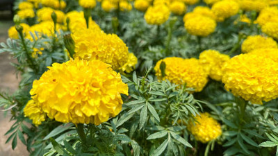 PUTZMA marigold/gende ka phool flower seeds Seed(75 per packet)