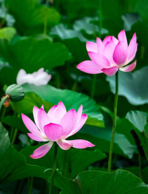Mewar Impex lotus,kamal gatta Seed(14 per packet)