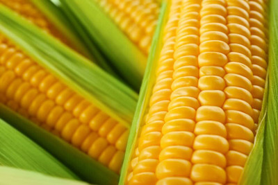 Qualtivate VXL-3AT Incredible Sweet Corn Seeds Seed(400 per packet)