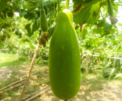 KNESSiN High-Yielding Lattu Bottle Gourd Seeds-[10gm] Seed(50 per packet)