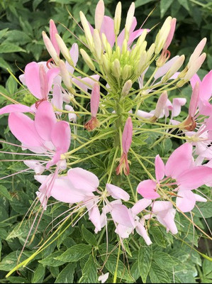Mozette Cleome spinosa mix Seed(91 per packet)