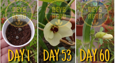 DEYS AGRO ™ ladies finger seeds,bhindi seeds, lady finger seeds hybrid,OKRA Seed(26 per packet)
