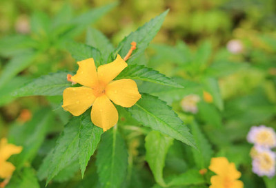 OUR BAZAAR kanakambaram-firecracker-crossandra Seed(16 per packet)