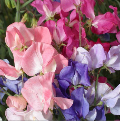 LASMA Sweet Pea ‘Mammoth’ Seed(20 per packet)