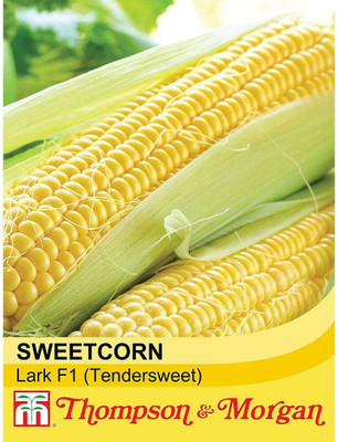KNESSiN Sweetcorn Lark Seed(200 per packet)